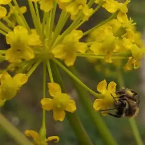Une abeille butine une fleur jaune à La Belle Verte