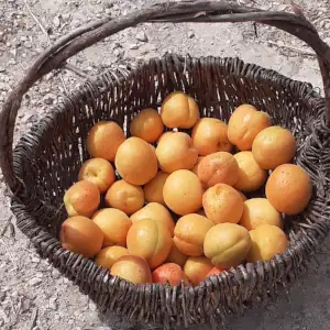 Une récolte d'abricots au jardin de La Belle Verte