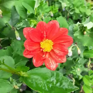 Fleur rouge à La Belle Verte