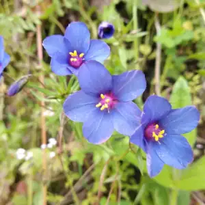 Fleurs bleues à La Belle Verte